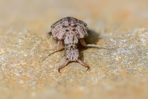 Ant maids, ant lion, Euroleon nostras, spotted winged ant maid, Myrmeleontidae, Neuroptera, Suffolk