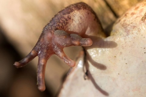 Agile frog, rutting calluses, estrus calluses, nuptial pad, mating calluses, rana dalmatina,