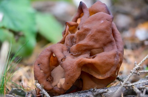Bishop's cap, bishop's cap lornel, gyromitra infula, cap lornel, saddle-shaped false morel, elf