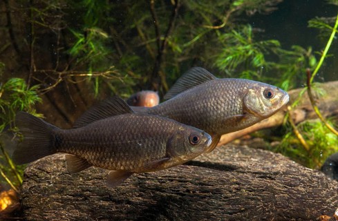 Carassius carp, crucian carp, cobbler carp, fish, fishes, pisces