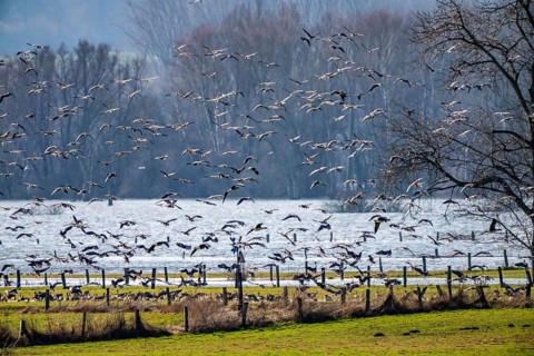 Bislicher Insel, nature reserve on the Rhine, Altrheinarm, near Xanten, Lower Rhine, Wesel