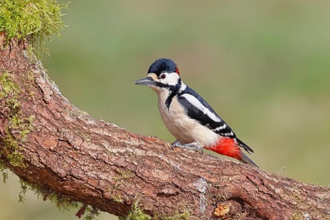 Great Spotted Woodpecker (Dendrocopos major) – male, perched on a tree trunk, Wilnsdorf, North