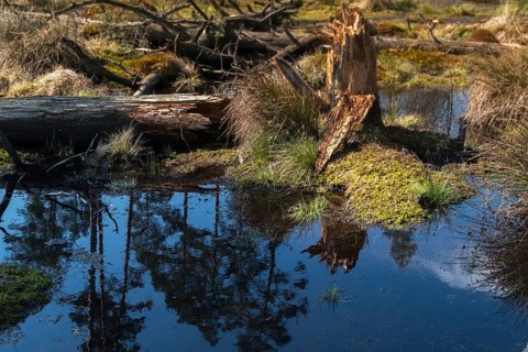 Germany, Greiz, Pöllwitzer Wald, Thuringia, Bog, Landscape, Marsh, Moor, Vogtland, Rewetting