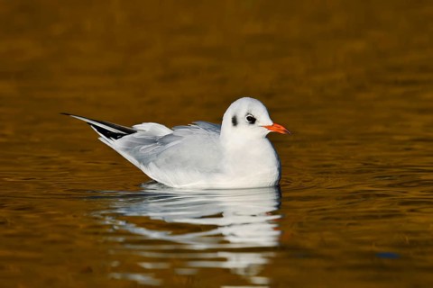 Black-headed gull (Chroicocephalus ridibundus, Larus ridibundus) in winter plumage swimming on a