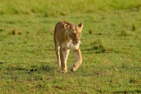 A lioness walks alone through the grasslands, lion (Panthera leo), Masai Mara National Reserve,