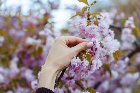 Graceful female hand with french manicure holding a flowering branch of Japanese pink sakura