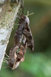 Evening peacock, eyed hawk moth, smerinthus ocellata, smerinthus ocellatus, sphingidae, butterfly,