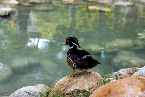 A pair of wood ducks relax on the rocky shore of a tranquil pond. The clear water reflects the lush
