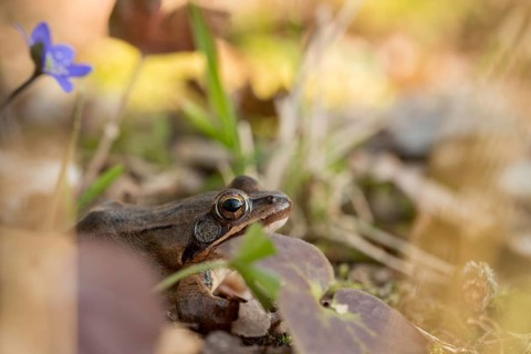 Agile frog, common hepatica, buttercup family, hepatica nobilis, liverwort, rana dalmatina,