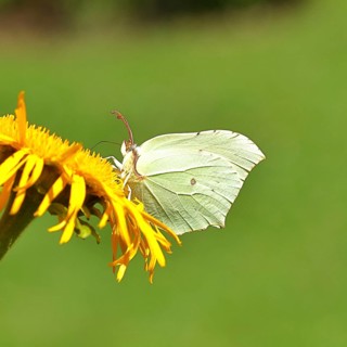 Lemon butterfly (Gonepteryx rhamny) on a yellow flower of a Great Telekie (Telekia speciosa),
