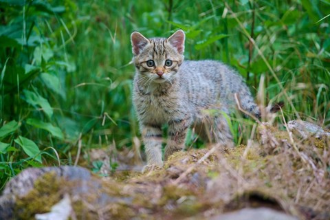 A curious kitten stands in the green grass, looking intently, a young European wildcat (Felis