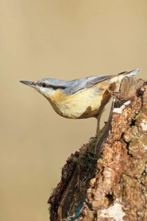 A nuthatch (Sitta europaea) climbing a birch trunk, animals, birds, Wilnsdorf, North