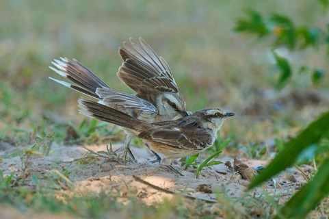 Two birds, a female and a male, displaying courtship behaviour in their natural habitat: the