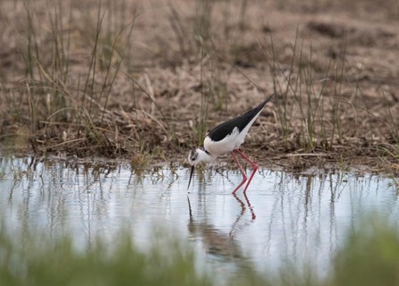 Black-winged Black-winged Stilt (Himantopus himantopus), Provence, Camargue, France