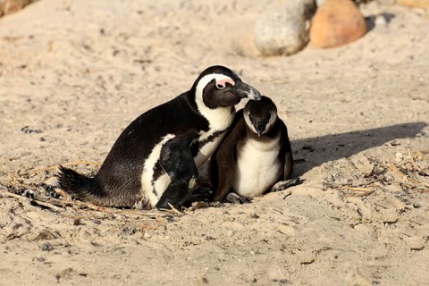 African penguin (Spheniscus demersus), adult, juvenile, chick, nest, beach, Boulders Beach,