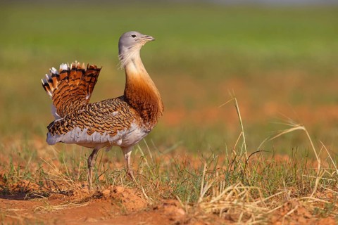 Great bustard (Otis tarda), Outarde barbue, Avutarda Común, Spain, Toledo, Hides De Calera / Great