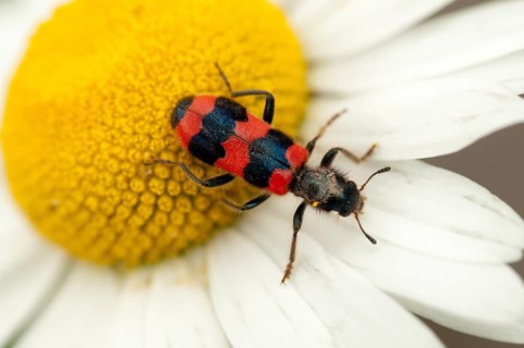 Bee beetle, bee wolf, common bee beetle, immense beetle, immense wolf, trichodes apiarius, beetle,