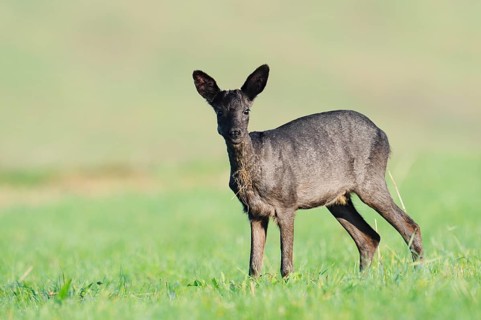 European roe deer (Capreolus capreolus), black roe deer, fawn standing in a meadow and feeding,