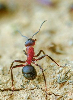 Ants, ant, blood-red ant, blood-red predatory ant, Formica sanguinea, formicidae, hymenoptera,