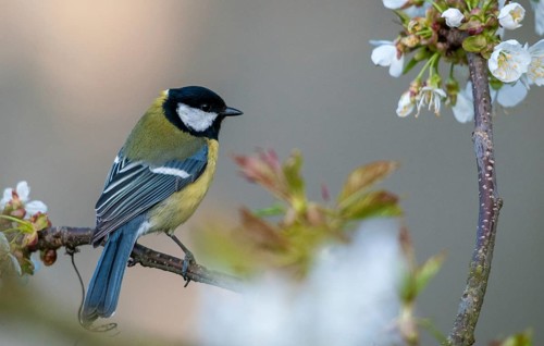 Great tit, great tit, parus major, birds, spring, male, meadow orchard, tit, male, passeri,