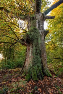 Monumental old English oak (Quercus robur) in an autumn scene in the Sababurg primeval forest,