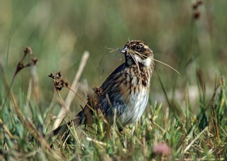 Emberiza schoeniclus, reed bunting, birds, female, nest building, nesting material, passeri,