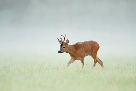 European roe deer (Capreolus capreolus), a roebuck in a meadow in the morning mist, North