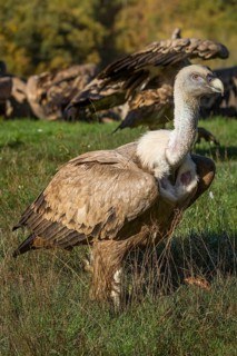 Griffon Vulture (Gyps fulvus), portrait, Castilla Leon, Spain