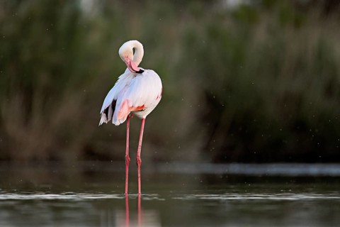 Pink flamingo (Phoenicopterus roseus), standing in the water preening its plumage, Camargue