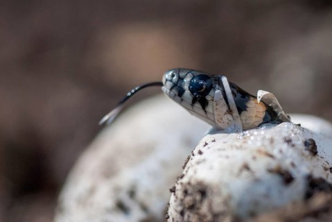 Grass Snake, Natrix Natrix, Grass Snake, Clutch, Critters, Eggs, Reptilia, Reptilia, Reptiles,