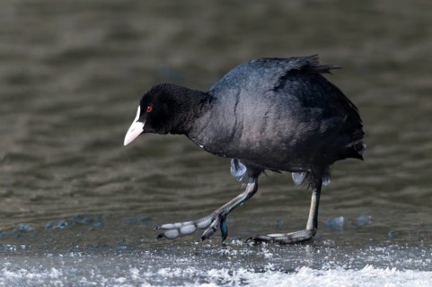 Eurasian Coot coot, fulica atra, birds, coot, coot rail, ice, gruiformes, ice, crane birds, rails,