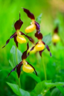 European lady's slipper (Cypripedium calceolus), orchid family (Orchidaceae), group, mountain path,