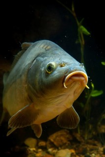 Carp, Cyprinus carpio, fish, fishes, high size, portrait format, leather carp, pisces, mirror carp