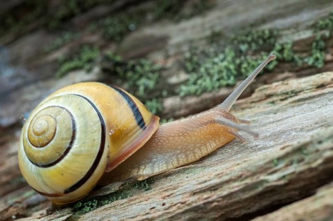 Banded snails, cepaea, cepaea nemoralis, grove snail, hornsnail, helicidae, snails, black-mouthed