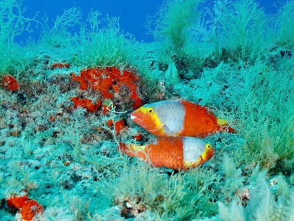 Two colourful parrotfish, Mediterranean parrotfish (Sparisoma cretense), swimming in a lush reef,