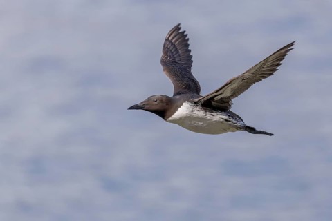 Common guillemot (Uria aalge), in flight, Hornoya, Varangerfjord, Norway