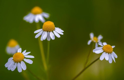 Chamomile, chamomilla recutita, German chamomile, field chamomile, German chamomile, chamomile,