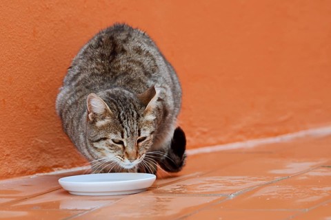 House cat drinks milk from a small bowl, Algarve, Portugal