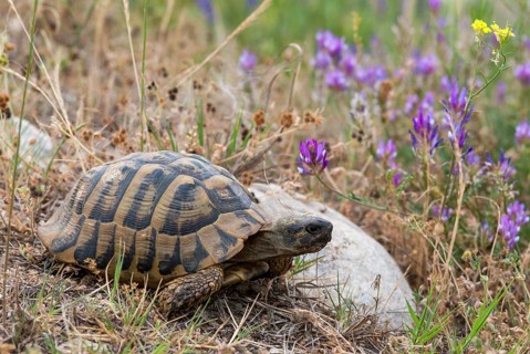 Greek tortoise, Herman's tortoise, testudo hermanni, Bulgaria, critters, reptilia, reptiles,