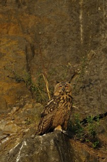Eurasian Eagle-owl, bubo bubo, quarry in Sauerland, 16.07.2009