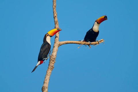 Two toucans on a single branch, set against a clear blue sky, Giant Toucan (Ramphastos toco),