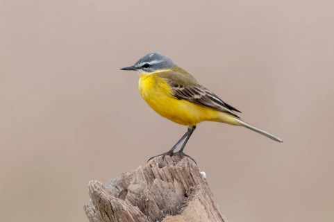 Motacilla flava, sheeptail, western yellow wagtail, yellow wagtail, birds, male, passeri,