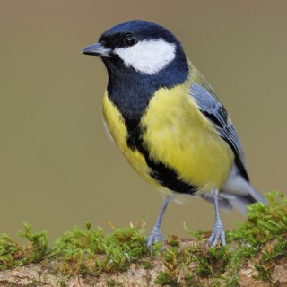 Great Tit (Parus major), perched on a branch covered in moss and lichen, wildlife, animals, birds,
