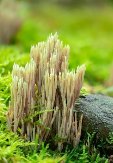 Clavaria apiculata, clavaria densissima, clavariella apiculata, green-tipped coral fungus,