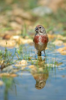 Acanthis cannabina, bloodtail, linaria cannabina, linnet, bath, bird bath, birds, high size,