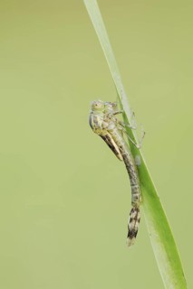 Willow Emerald Damselfly (Chalcolestes viridis) hatching, hatching, larva, dragonfly larva, North