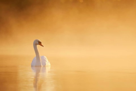 A mute swan (Cygnus olor) swims on a lake in the morning mist at sunrise, North Rhine-Westphalia,