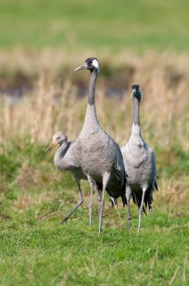 Cranes (Grus grus) leading their young across a meadow, Groß Mohrdorf, Lower Saxony, Germany