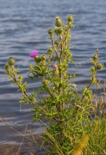 Asteraceae, Cirsium vulgare, common thistle, daisy, lanceolate thistle, common thistle, flora, high
