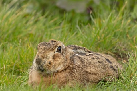 European brown hare (Lepus europaeus) adult animal resting in a grass field, England, United